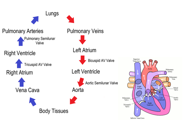 Circulation of blood through the heart